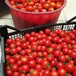 Guthiddai Farm stay Oliena